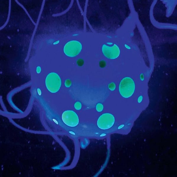 discovery-mindblown-stem-jellyfish-aquarium-lamp-32306066128983_720x-4